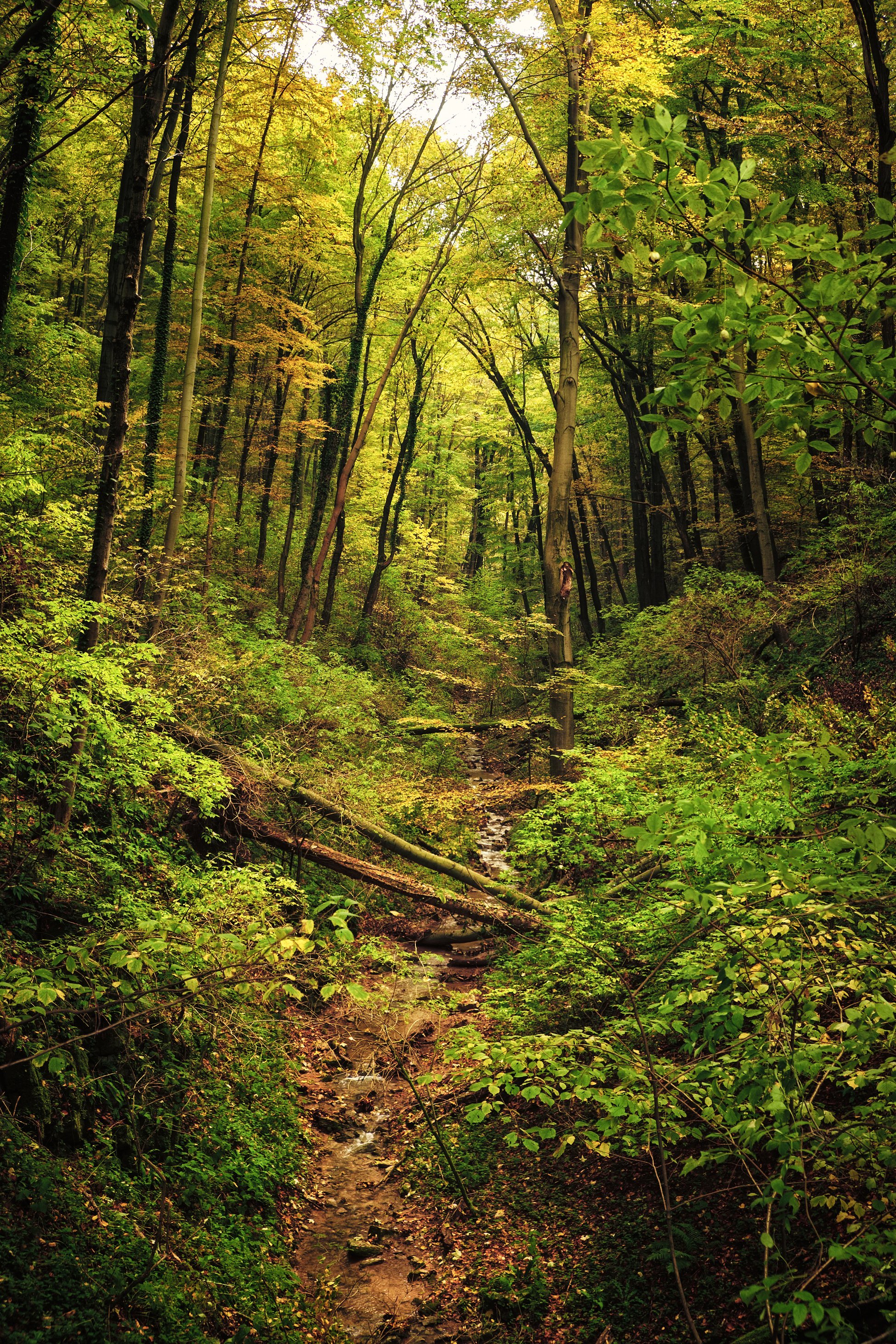 Forest Woodlands Nature View